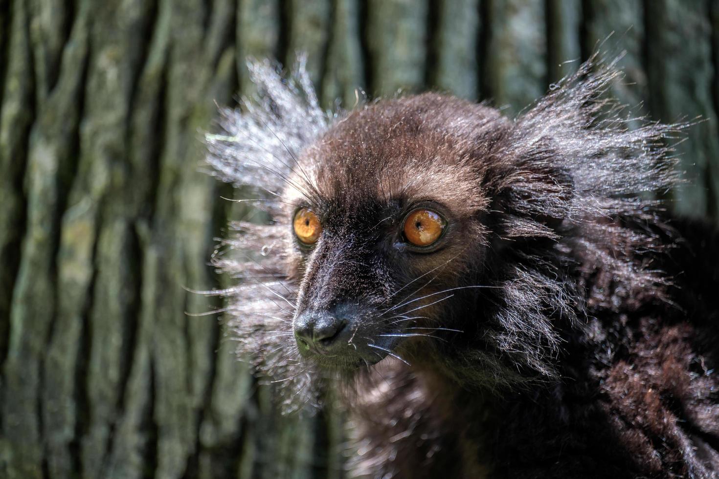 Fuengirola, Spain, 2016. Black Lemur at the Bioparc photo