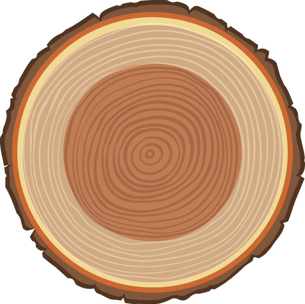 Anatomy of tree trunk vector