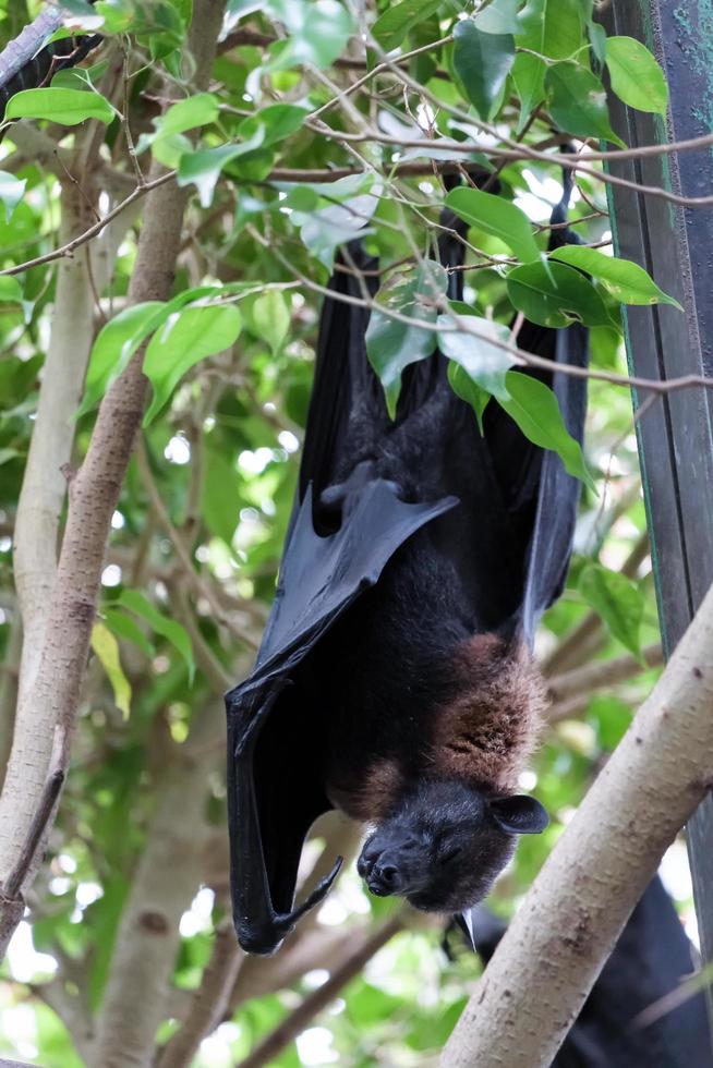 Fuengirola, Spain, 2016. Flying Fox Bat Asleep at the Bioparc photo