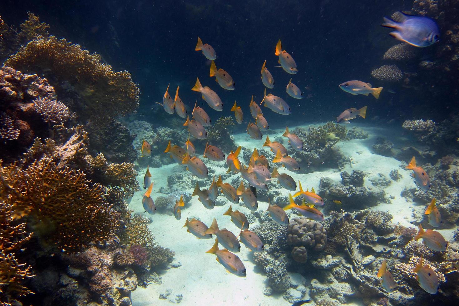 many different fishes in the sea photo