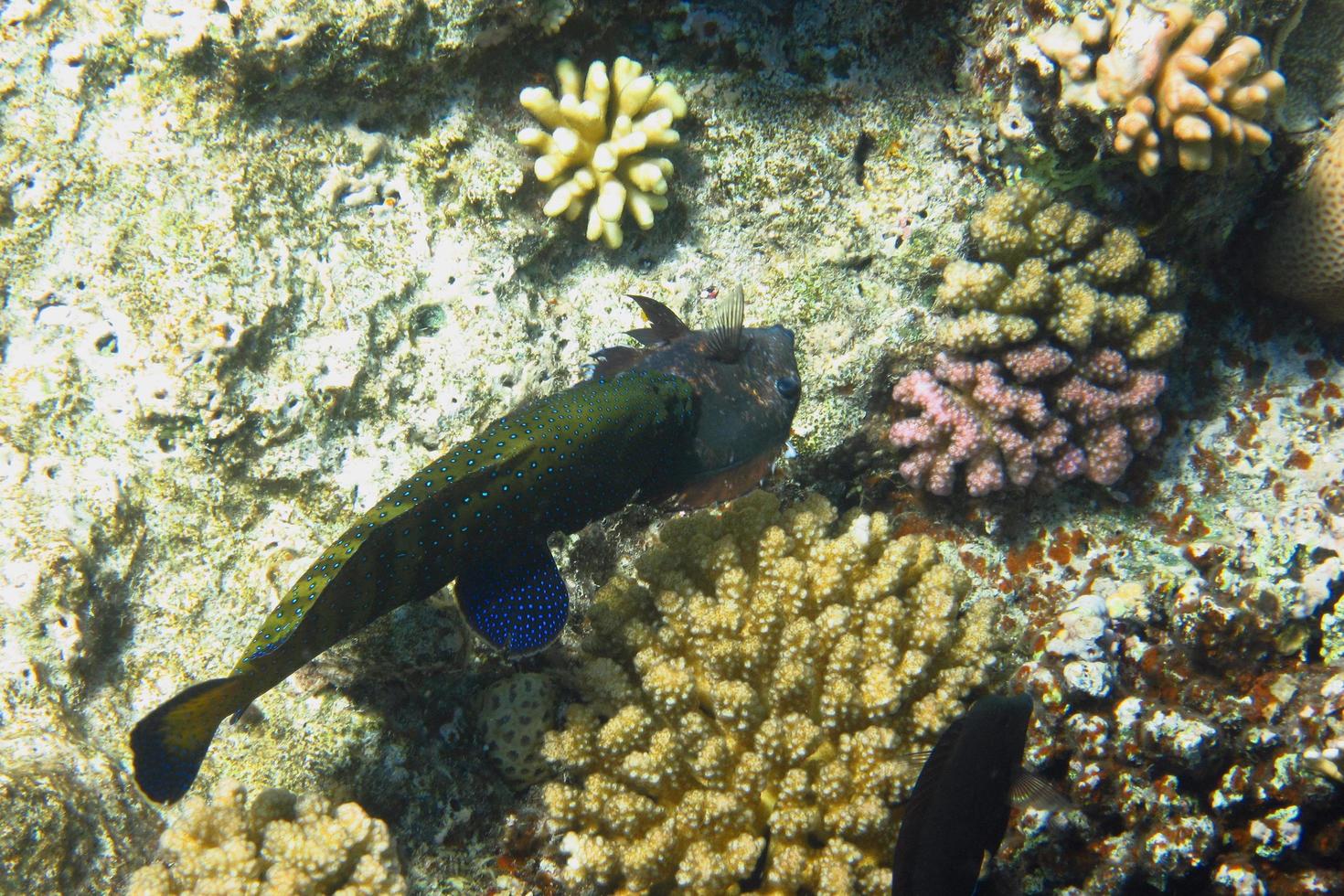 peacock grouper with small fish in mouth photo