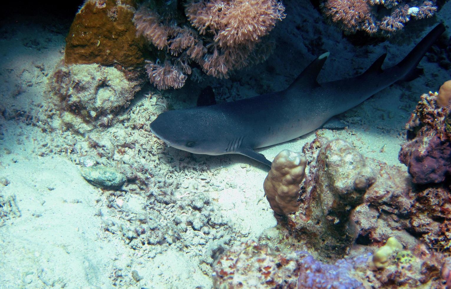 reef shark lies at coral reef photo