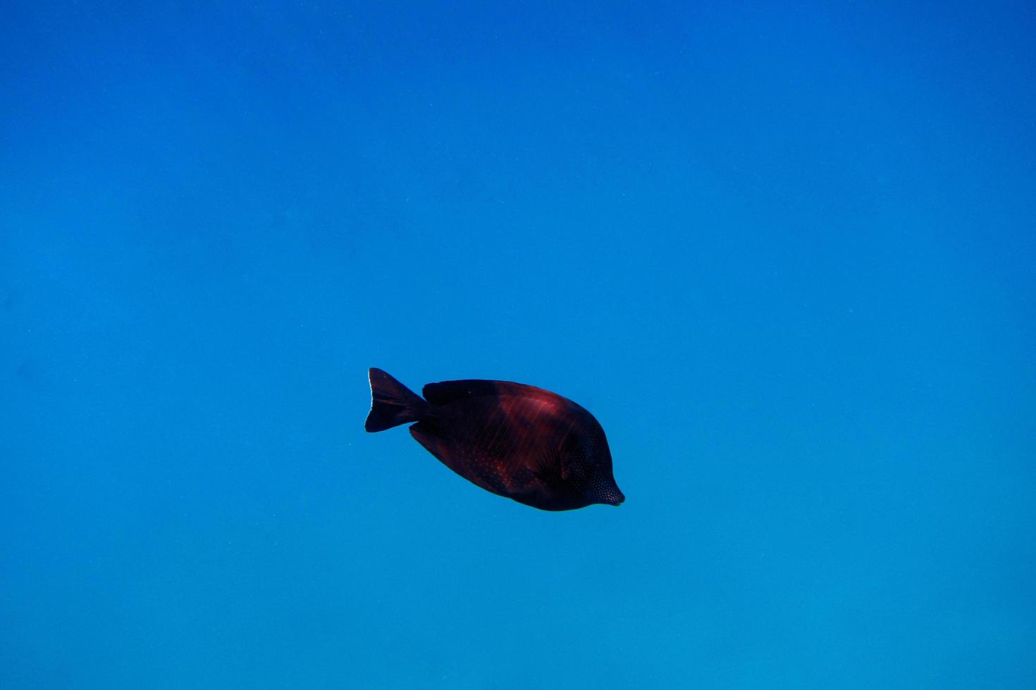 single fish in blue water photo