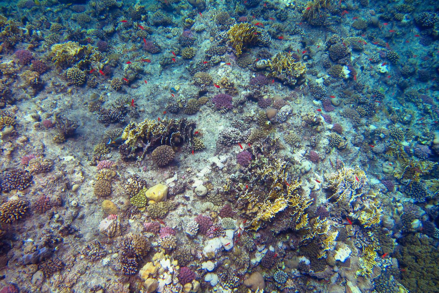 pequeño coral joven en el arrecife foto