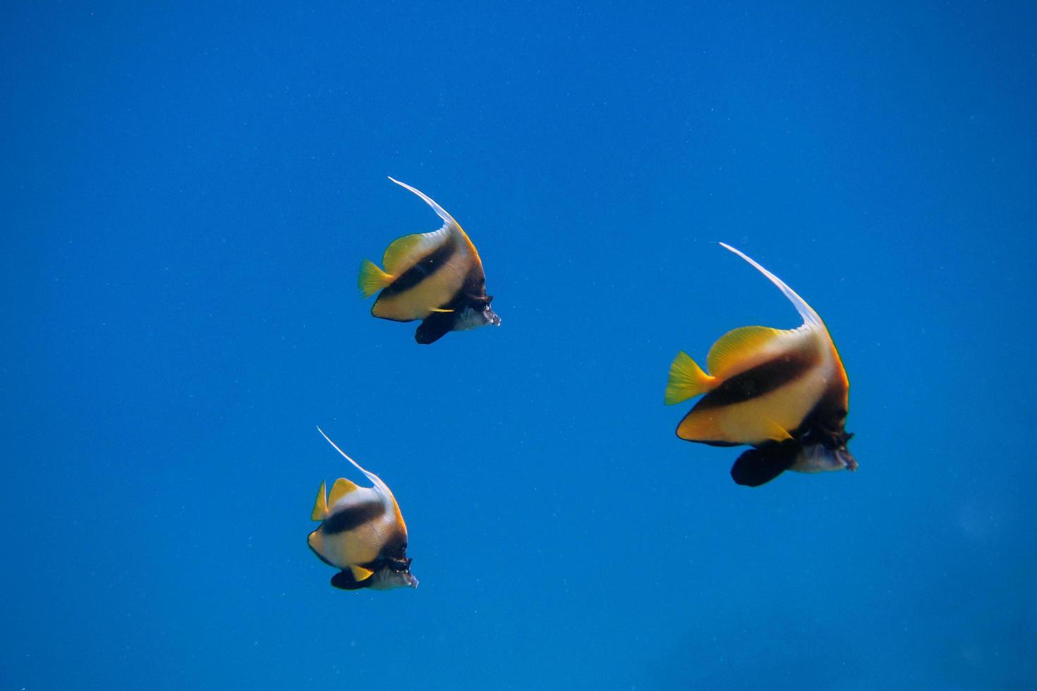 three Red Sea bannerfish photo