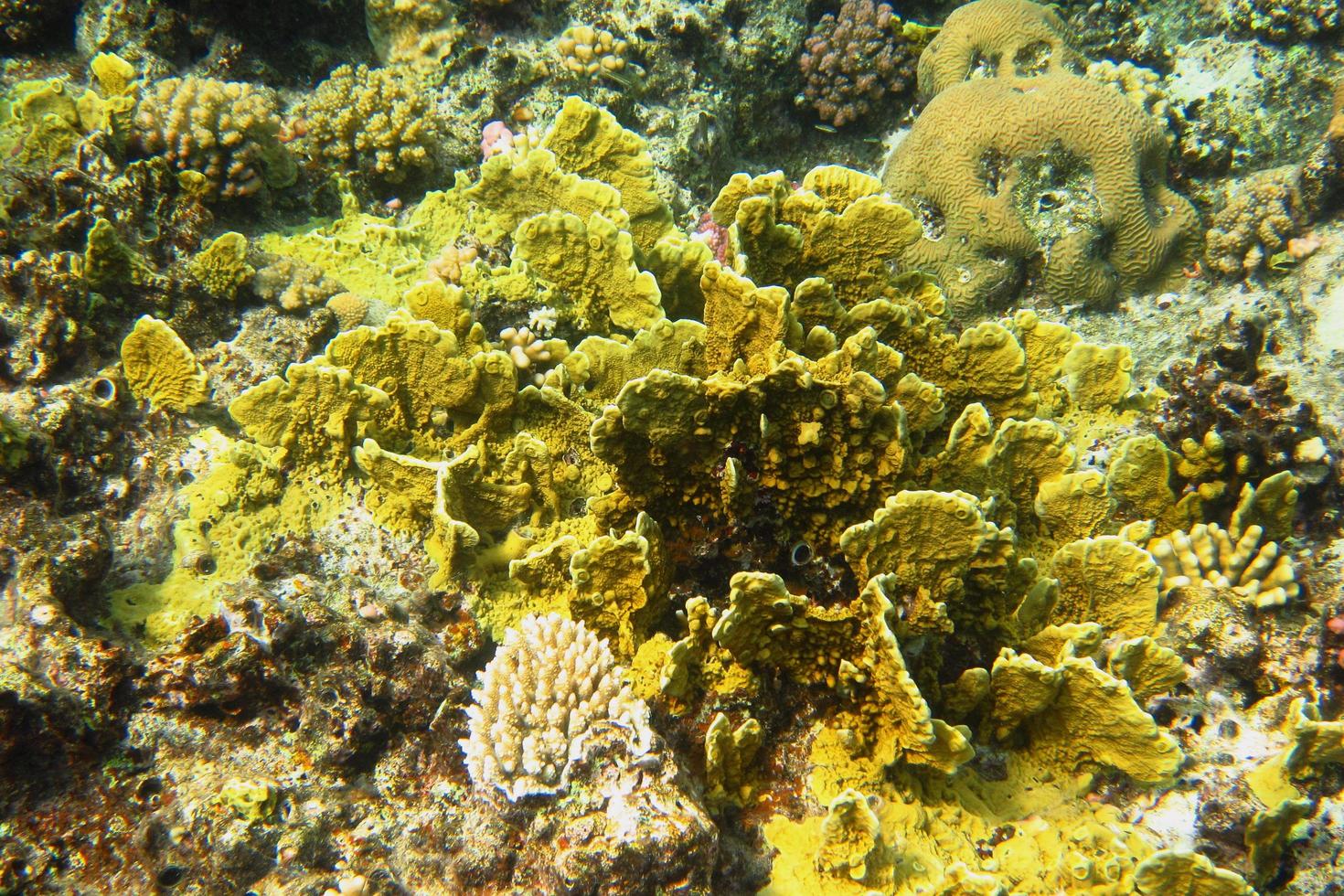 yellow coral in sea photo