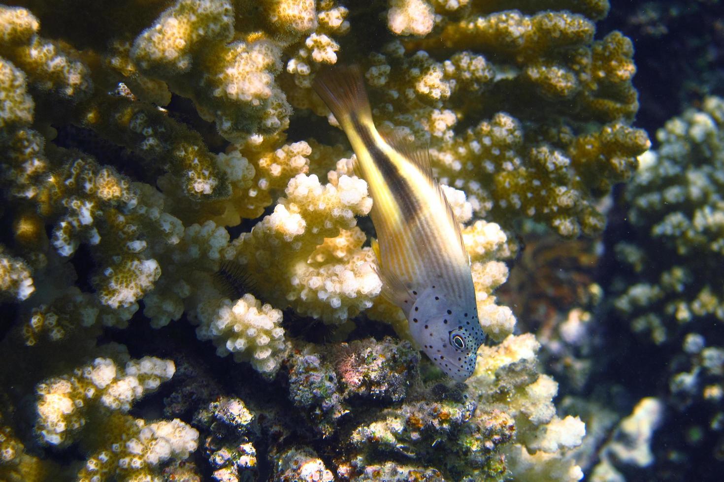 yellow hawkfish on a coral photo