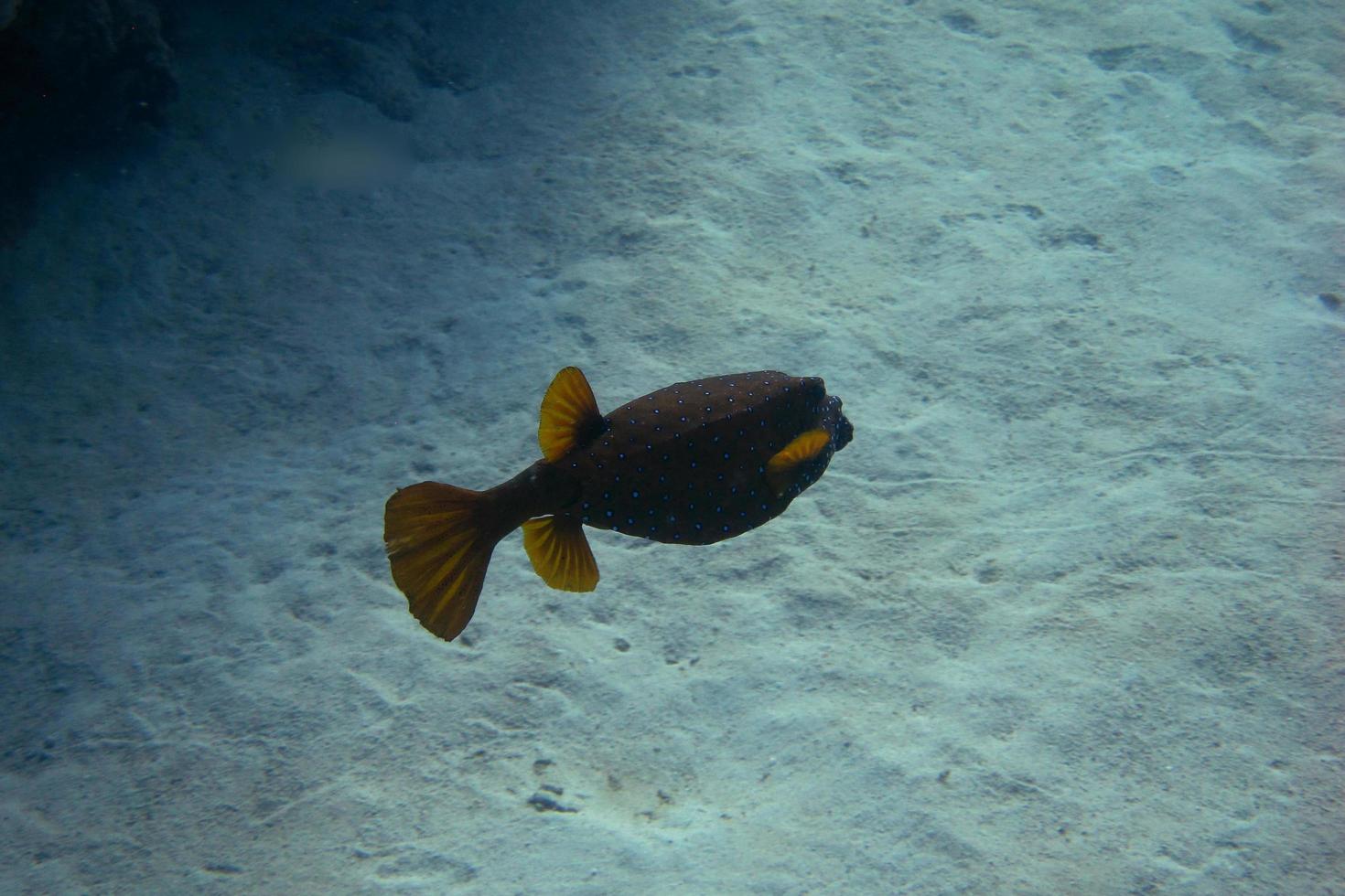 yellowbrown boxfish on seabed photo