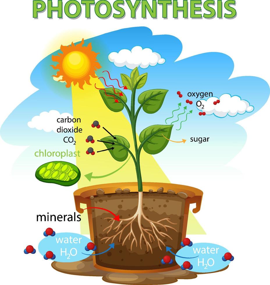 Photosynthesis diagram with plant and sunlight vector