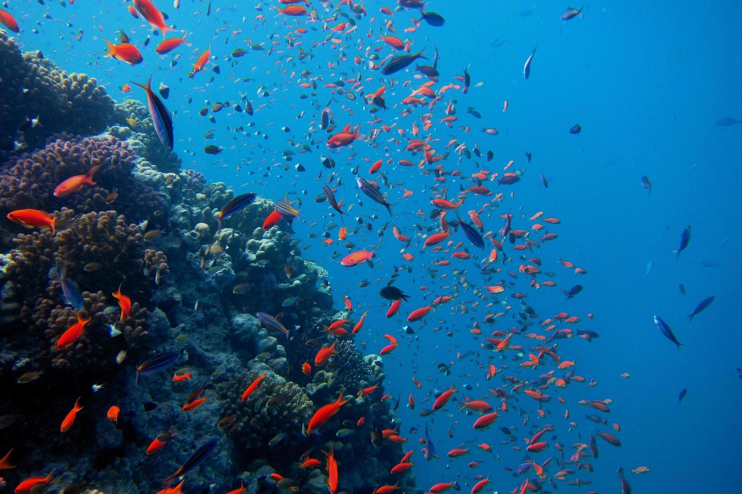 lot of colorful fish with corals photo