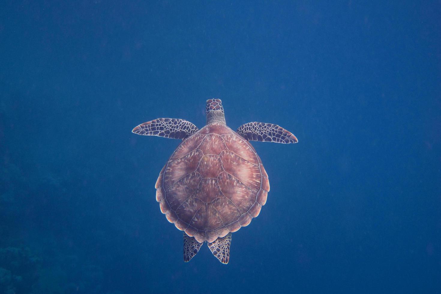 tortuga marina en agua azul foto