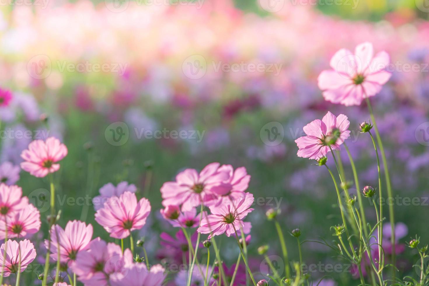 Soft, selective focus of Cosmos, blurry flower for background, colorful plants photo