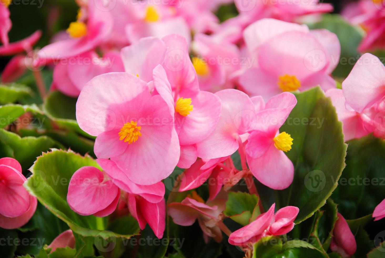 Begonias,semperflorens begonias,in the garden photo