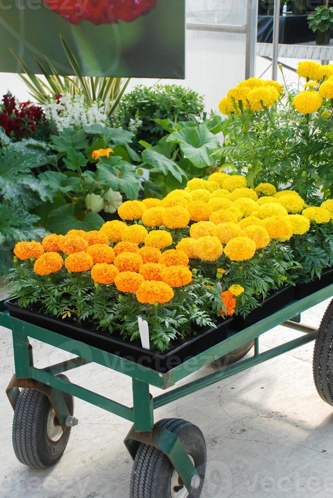 caléndulas color mezclado tagetes erecta, caléndula mexicana foto