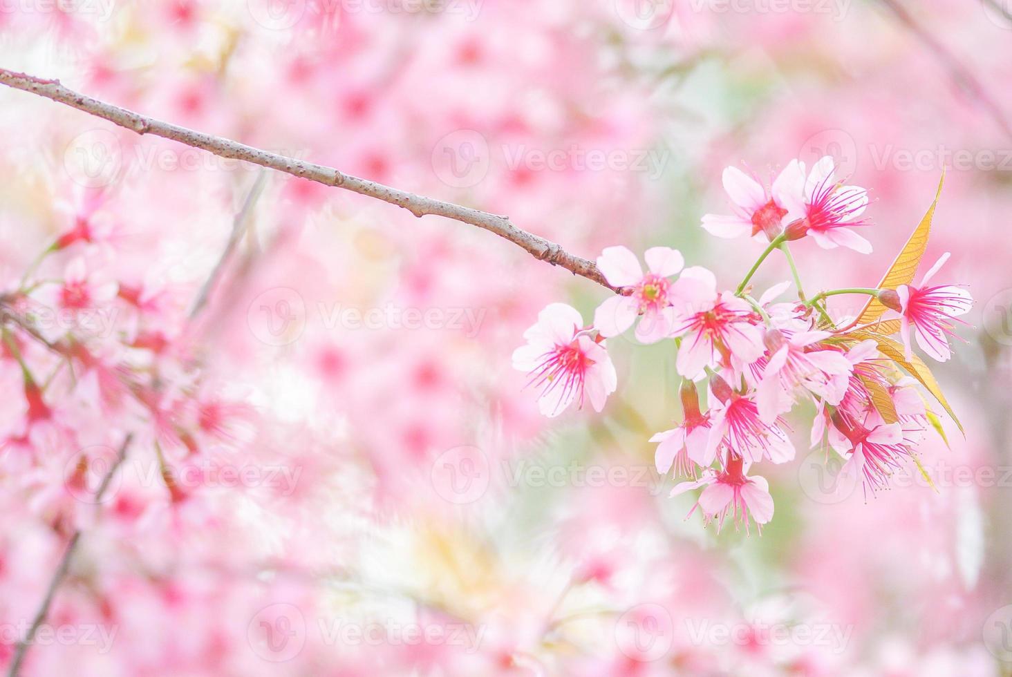 Cherry Blossom in spring with soft focus, unfocused blurred spring cherry bloom, bokeh flower background, pastel and soft flower background. photo