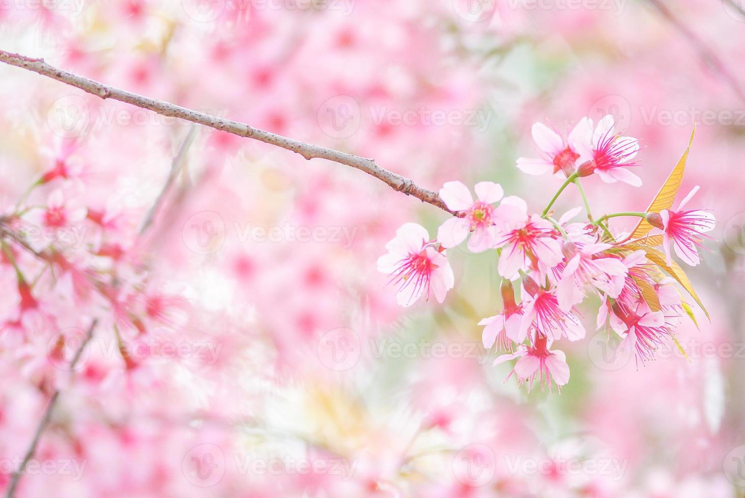 flor de cerezo en primavera con enfoque suave, flor de cerezo de primavera borrosa sin foco, fondo de flor de bokeh, fondo de flor pastel y suave. foto