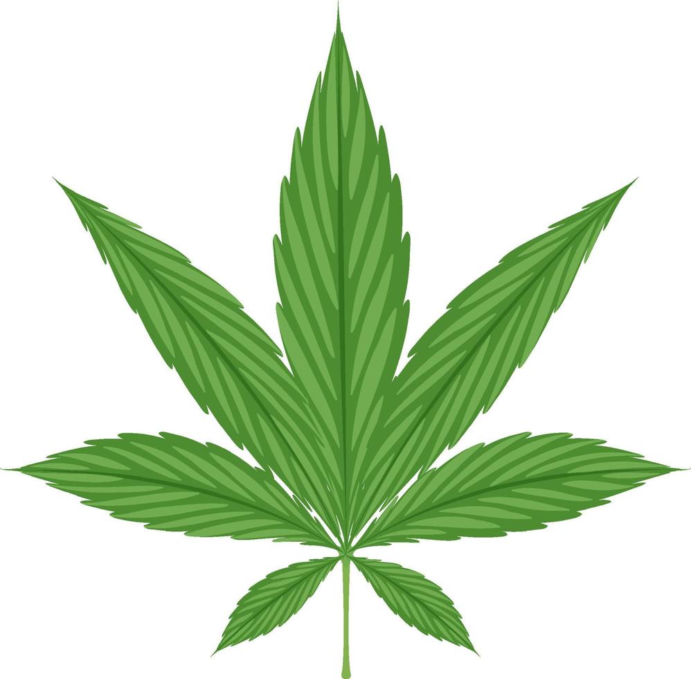 hoja de cannabis sobre fondo blanco vector