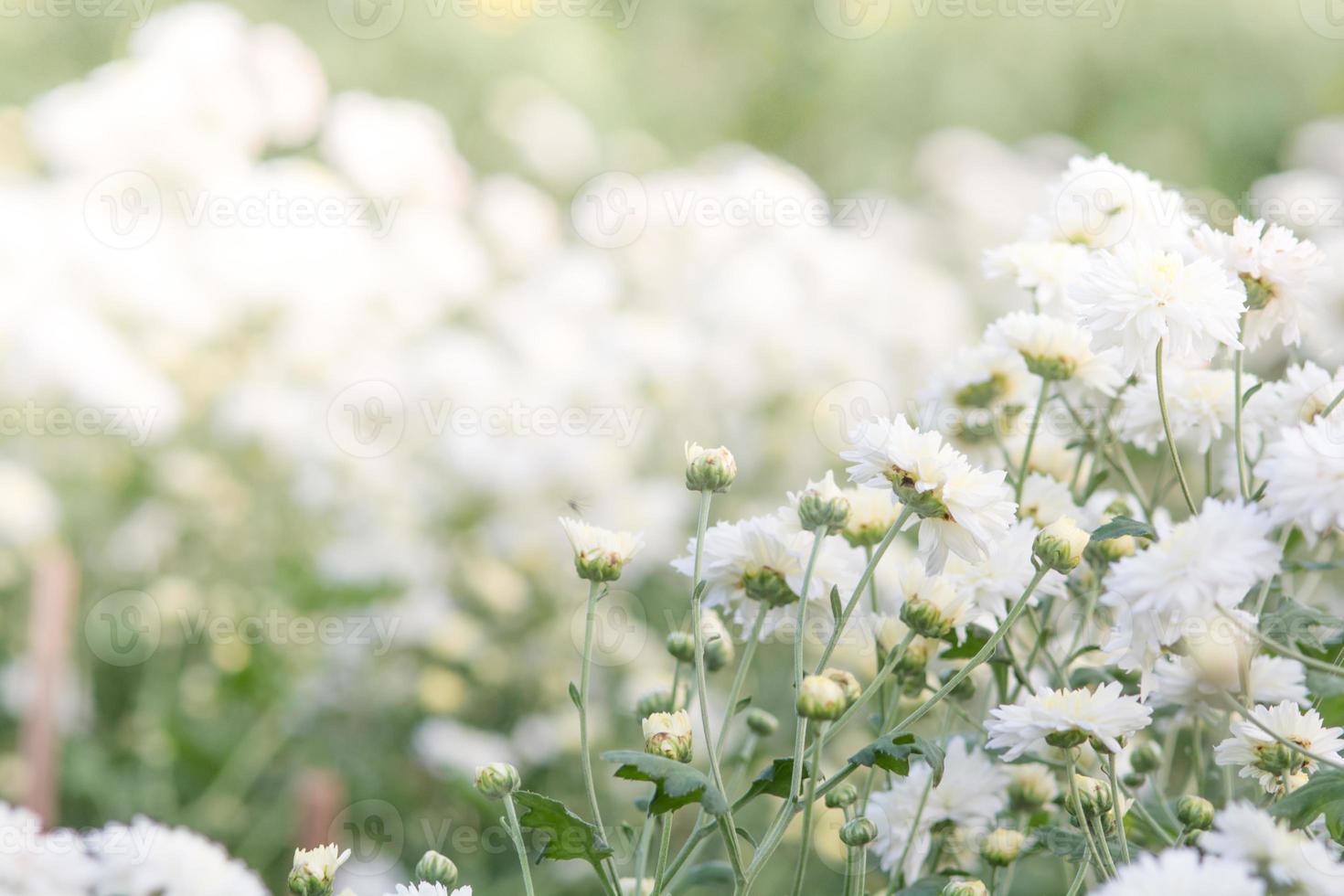 white chrysanthemum flowers, chrysanthemum in the garden. Blurry flower for background, colorful plants photo