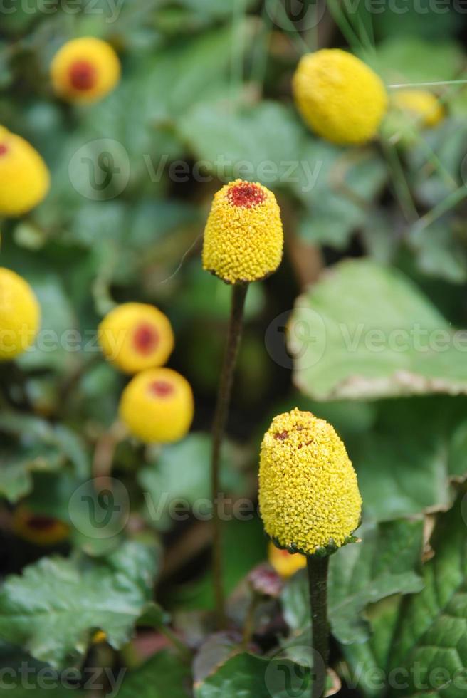 Fresh flowering para cress plant, Spilanthes oleracea photo