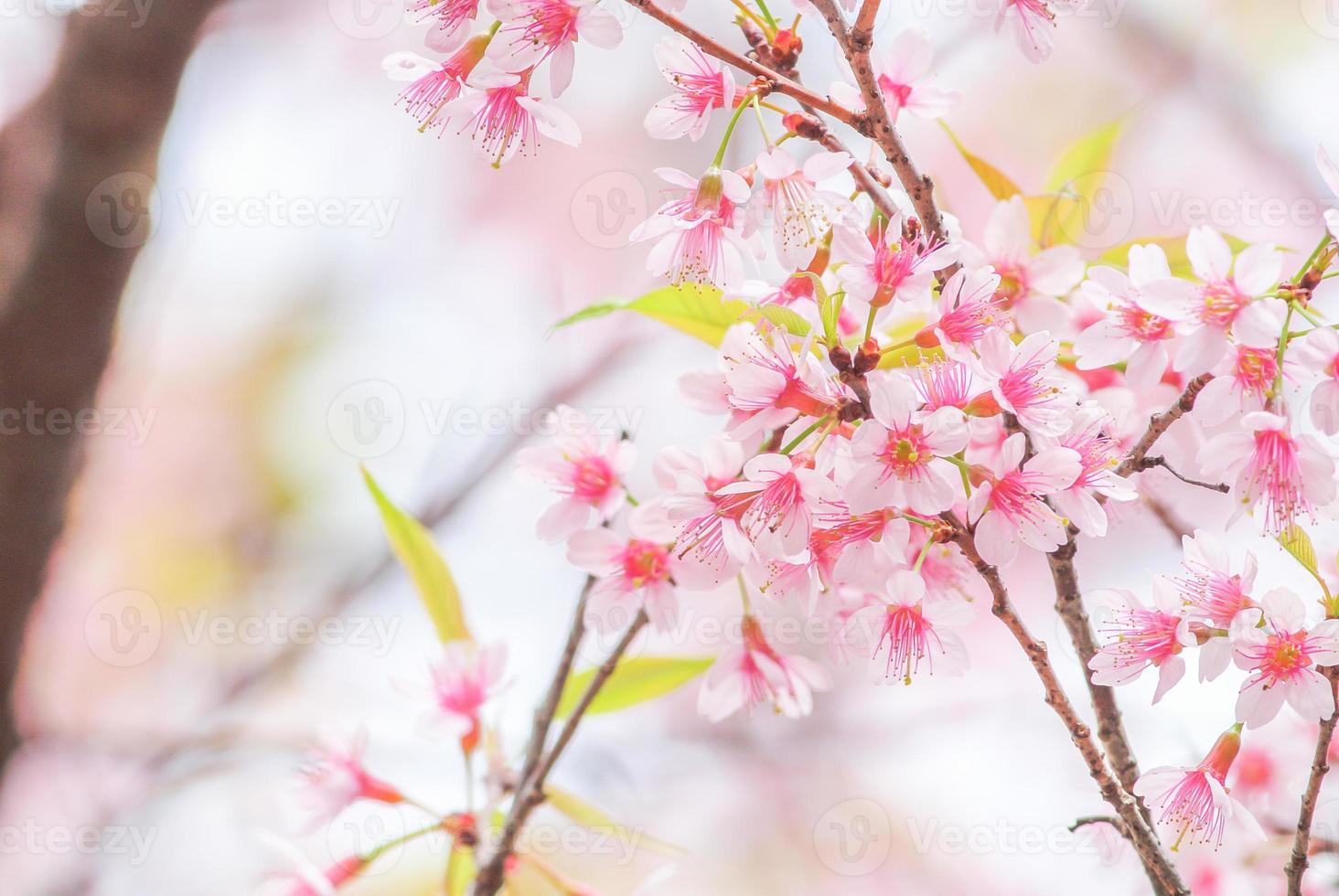 Cherry Blossom in spring with soft focus, unfocused blurred spring cherry bloom, bokeh flower background, pastel and soft flower background. photo