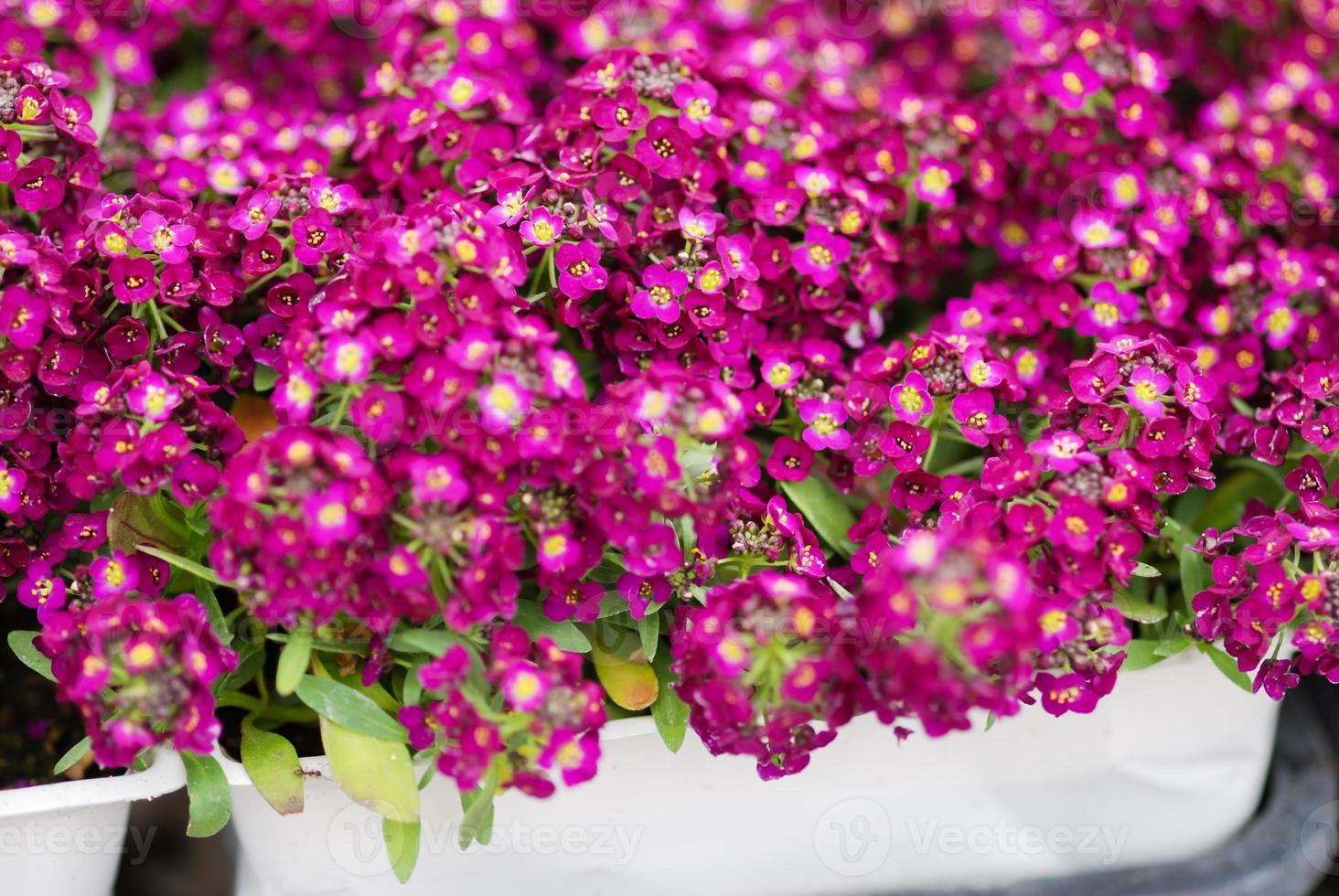 Alyssum flowers. Alyssum in sweet colors. Alyssum in a black tray on wood table photo