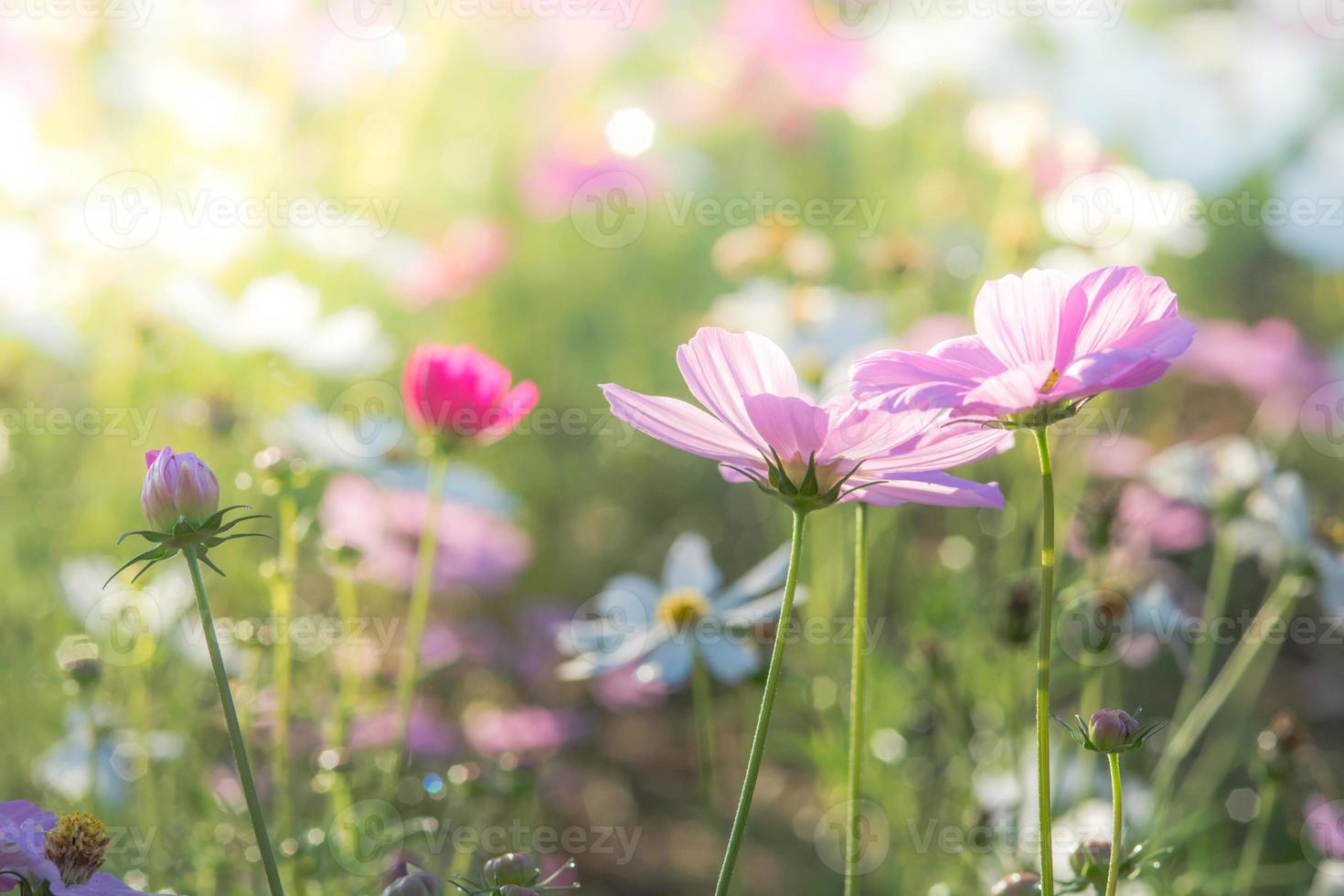 enfoque suave y selectivo del cosmos, flor borrosa para el fondo, plantas coloridas foto