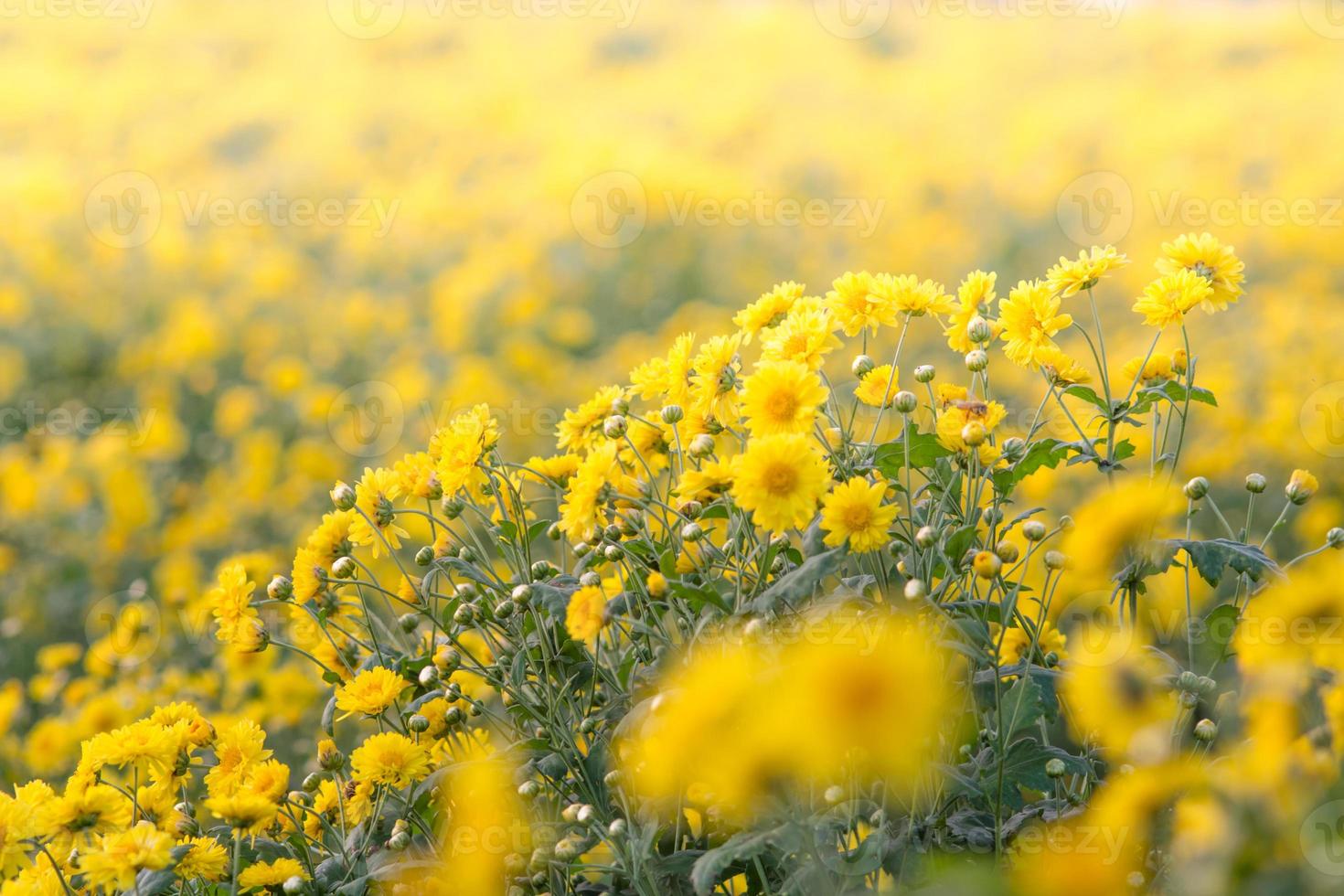 Yellow chrysanthemum flowers, chrysanthemum in the garden. Blurry flower for background, colorful plants photo