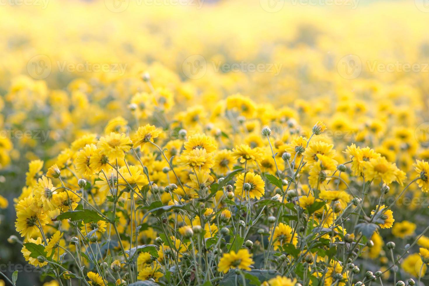Yellow chrysanthemum flowers, chrysanthemum in the garden. Blurry flower for background, colorful plants photo