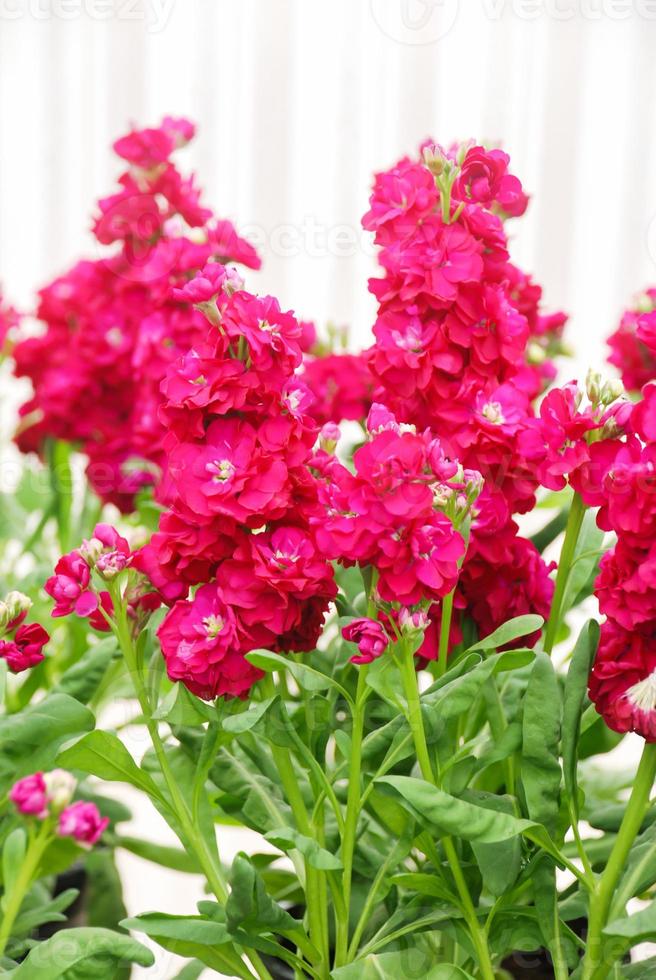 matthiola incana flor, flores comunes, flores cortadas en vivero foto