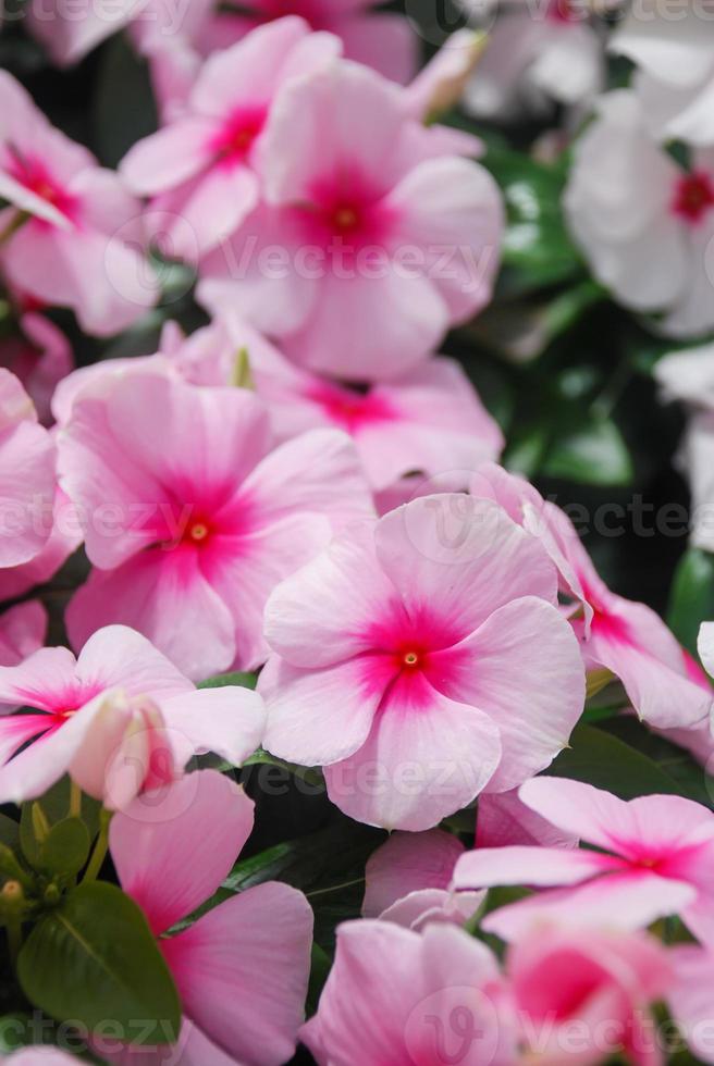 foliage vinca flowers, rose pink vinca flowers madagascar periwinkle