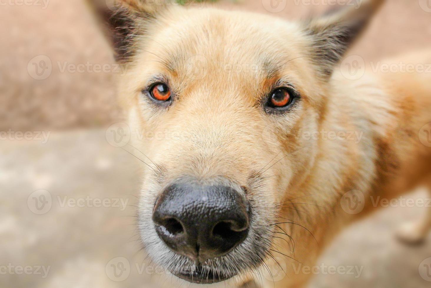 Dog's eyes full of questions and want to fight. He's also a man's best friend too. photo