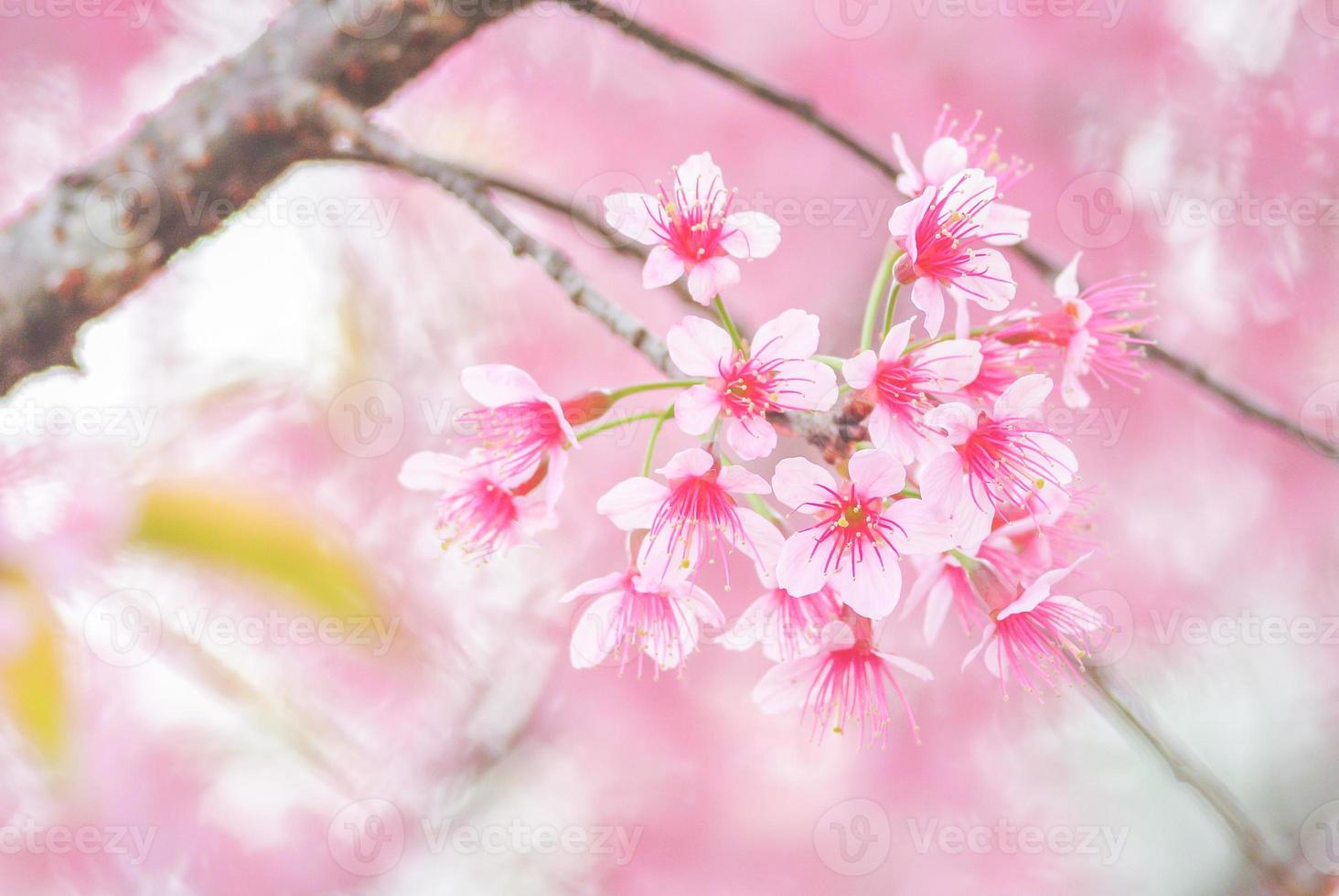 Cherry Blossom in spring with soft focus, unfocused blurred spring cherry bloom, bokeh flower background, pastel and soft flower background. photo