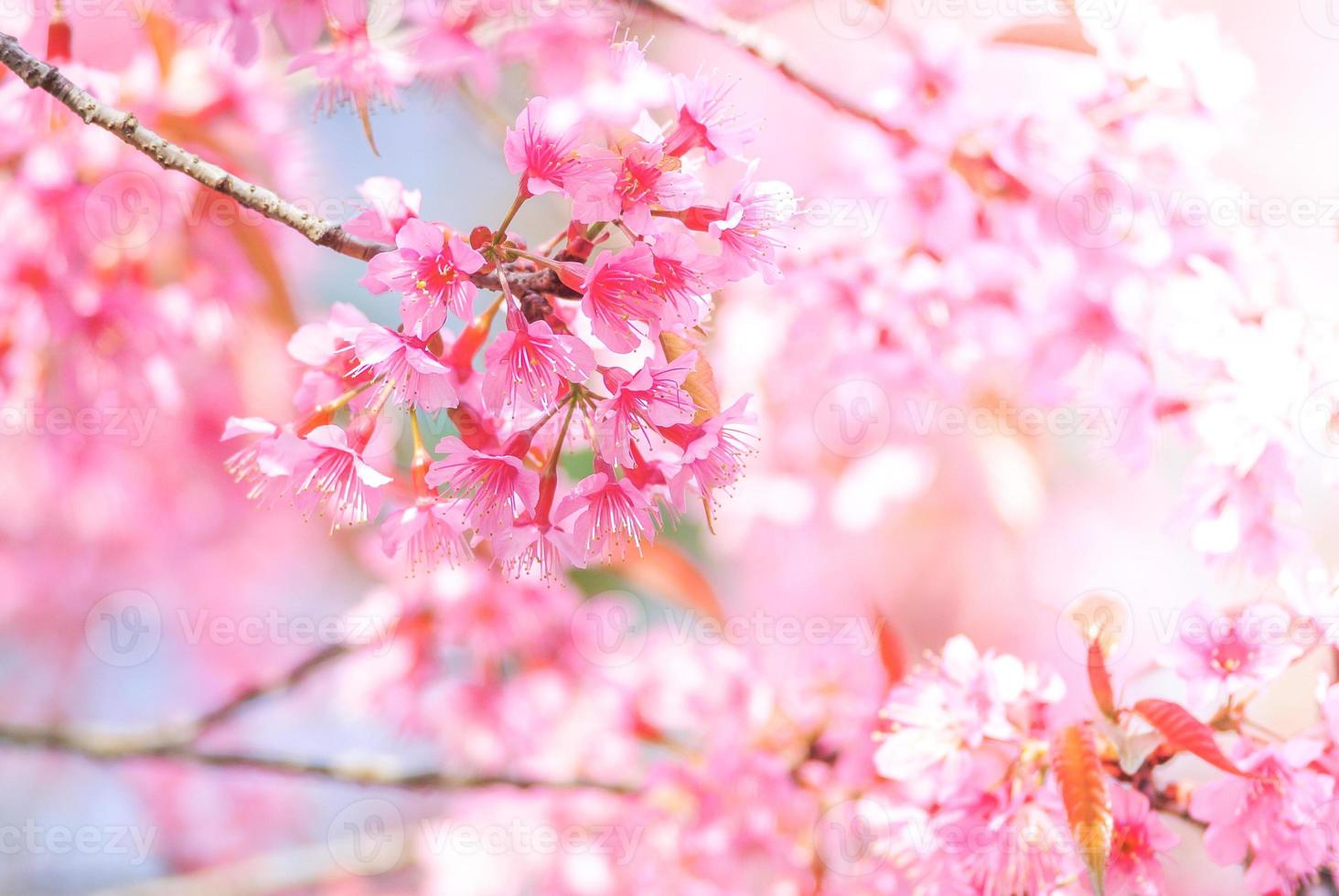 Cherry Blossom in spring with soft focus, unfocused blurred spring cherry bloom, bokeh flower background, pastel and soft flower background. photo