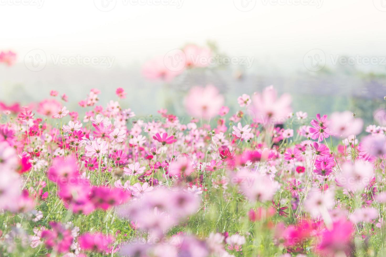 flores de cosmos en la naturaleza, fondo dulce foto