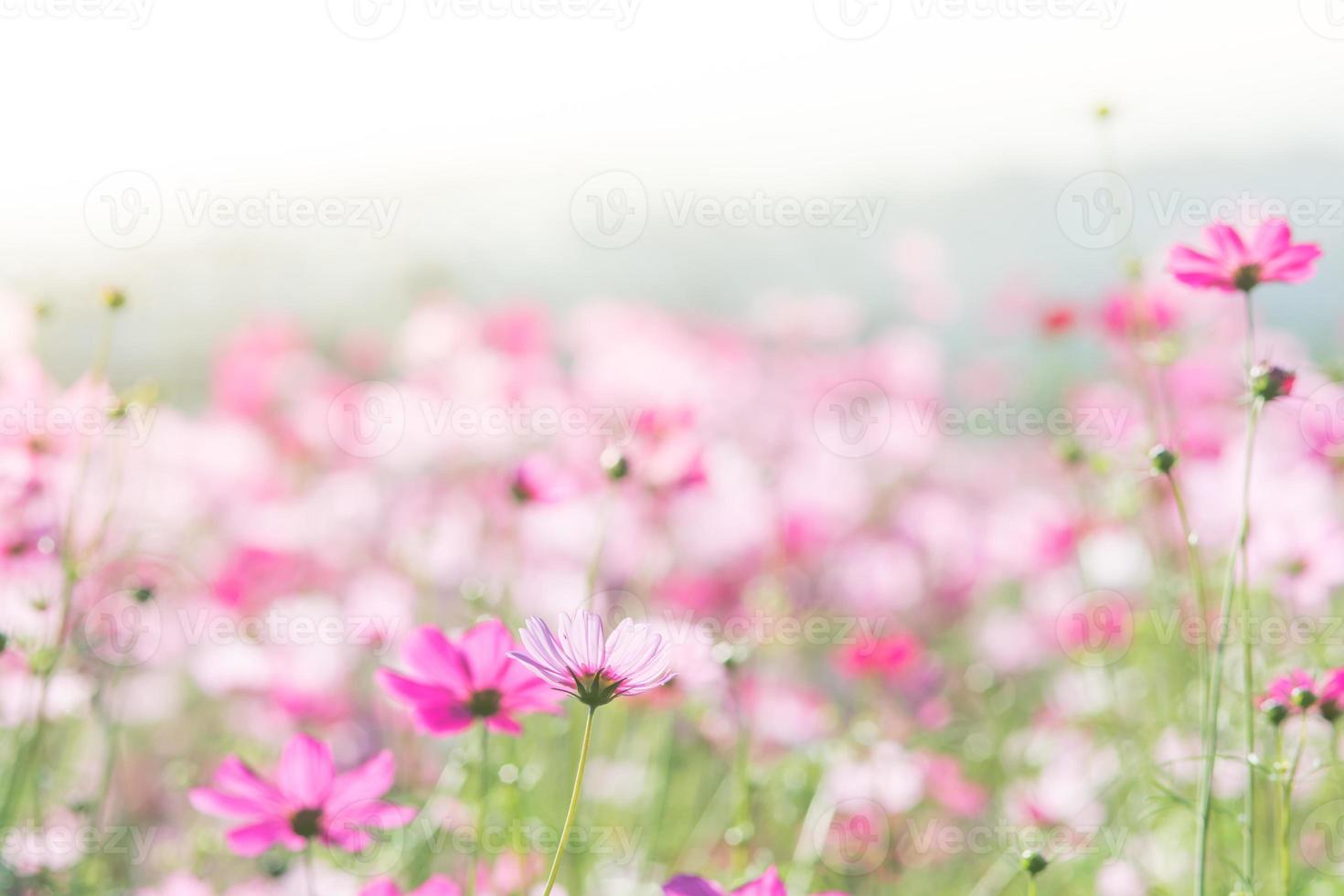 enfoque suave y selectivo del cosmos, flor borrosa para el fondo, plantas coloridas foto