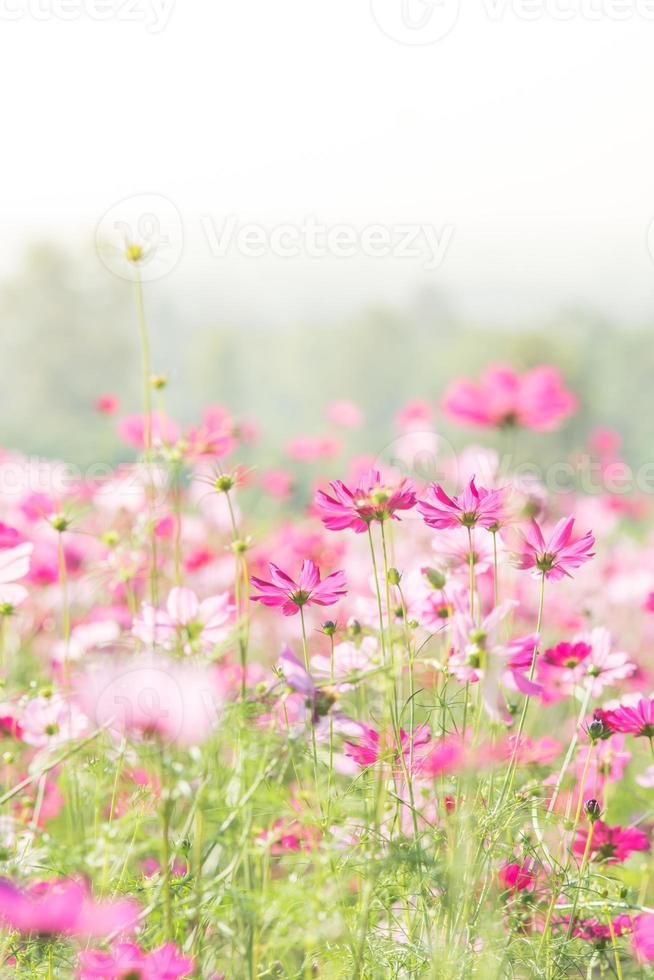 flores de cosmos en la naturaleza, fondo dulce foto