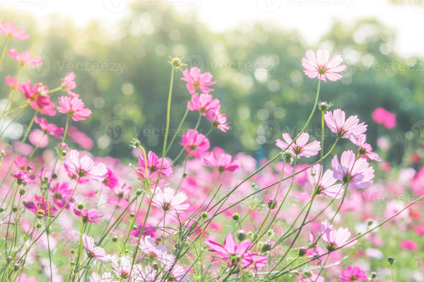 Cosmos flowers in nature, sweet background photo