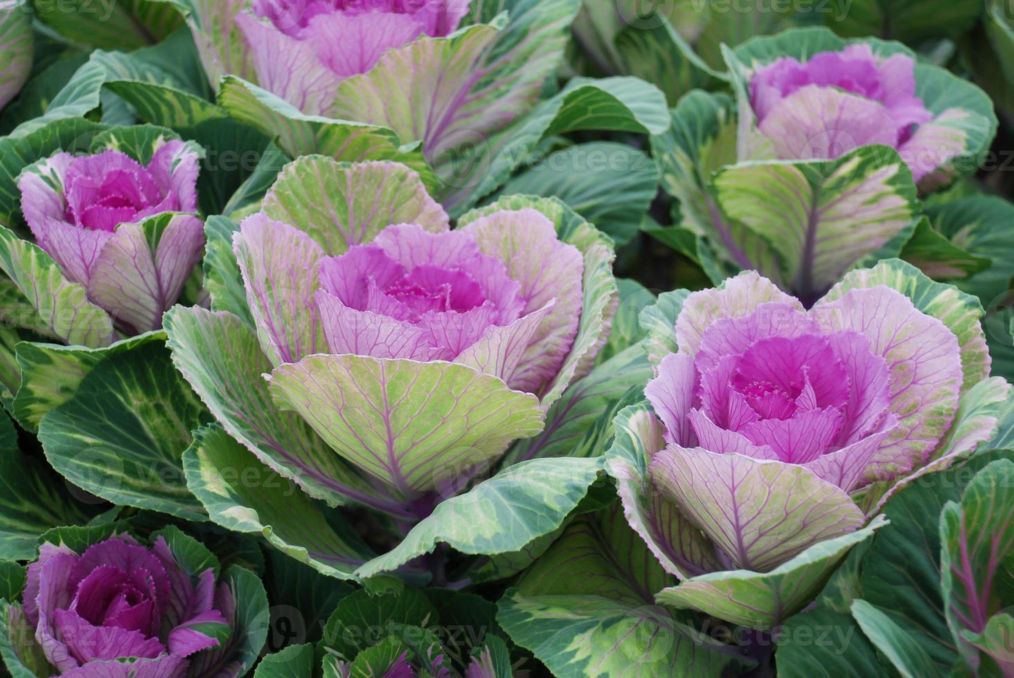 Ornamental cabbage in botanical garden, flowers and plants, environment photo