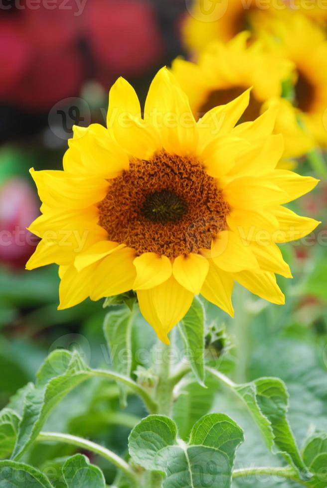 Helianthus annuus, small and potted sunflowers. dwarf helianthus photo