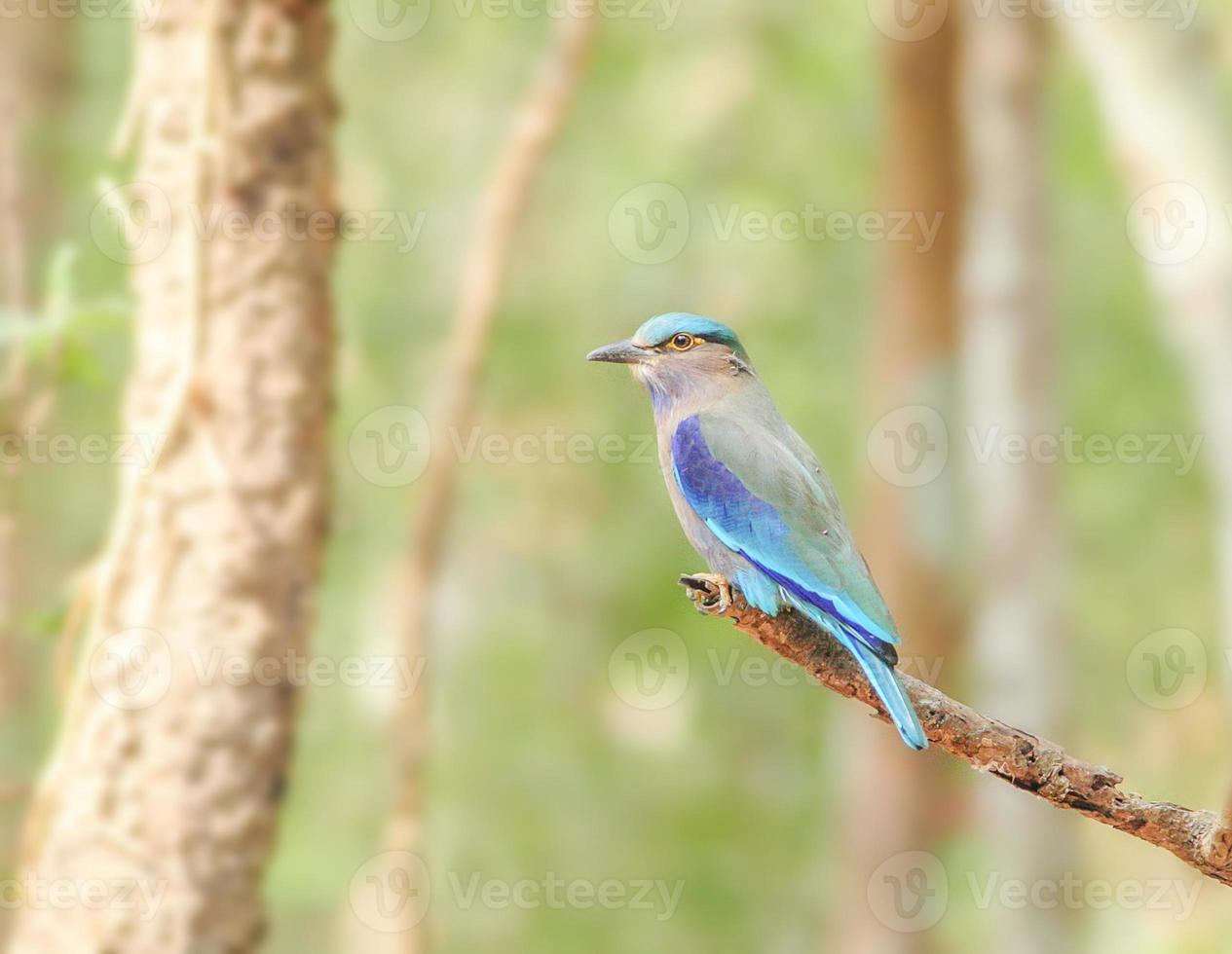 rodillo indio coracias benghalensis en la rama. se encuentran ampliamente en Asia tropical foto