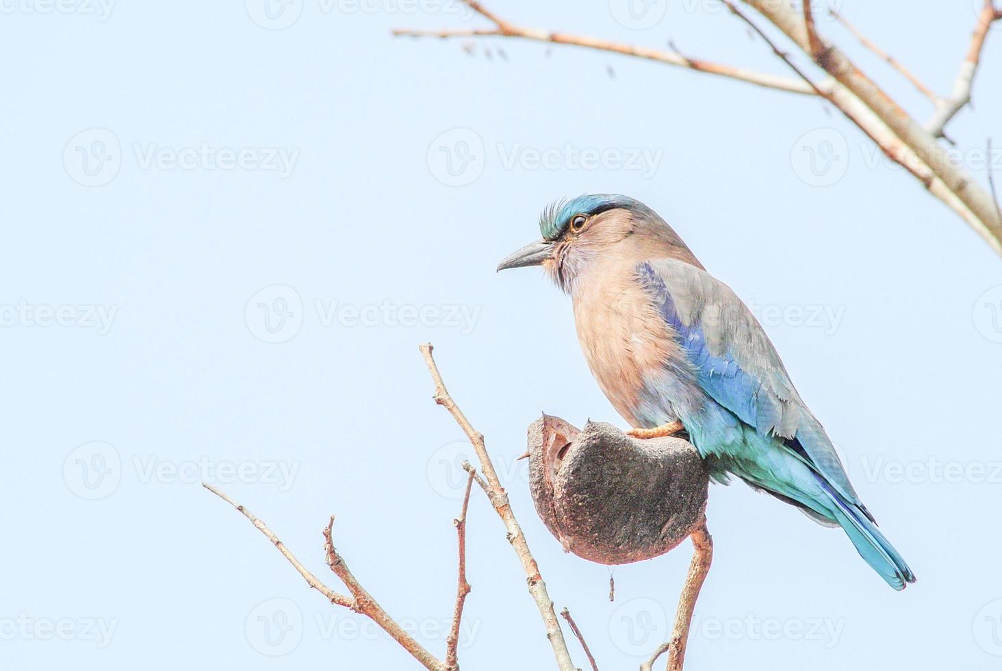 rodillo indio coracias benghalensis en la rama. se encuentran ampliamente en Asia tropical foto