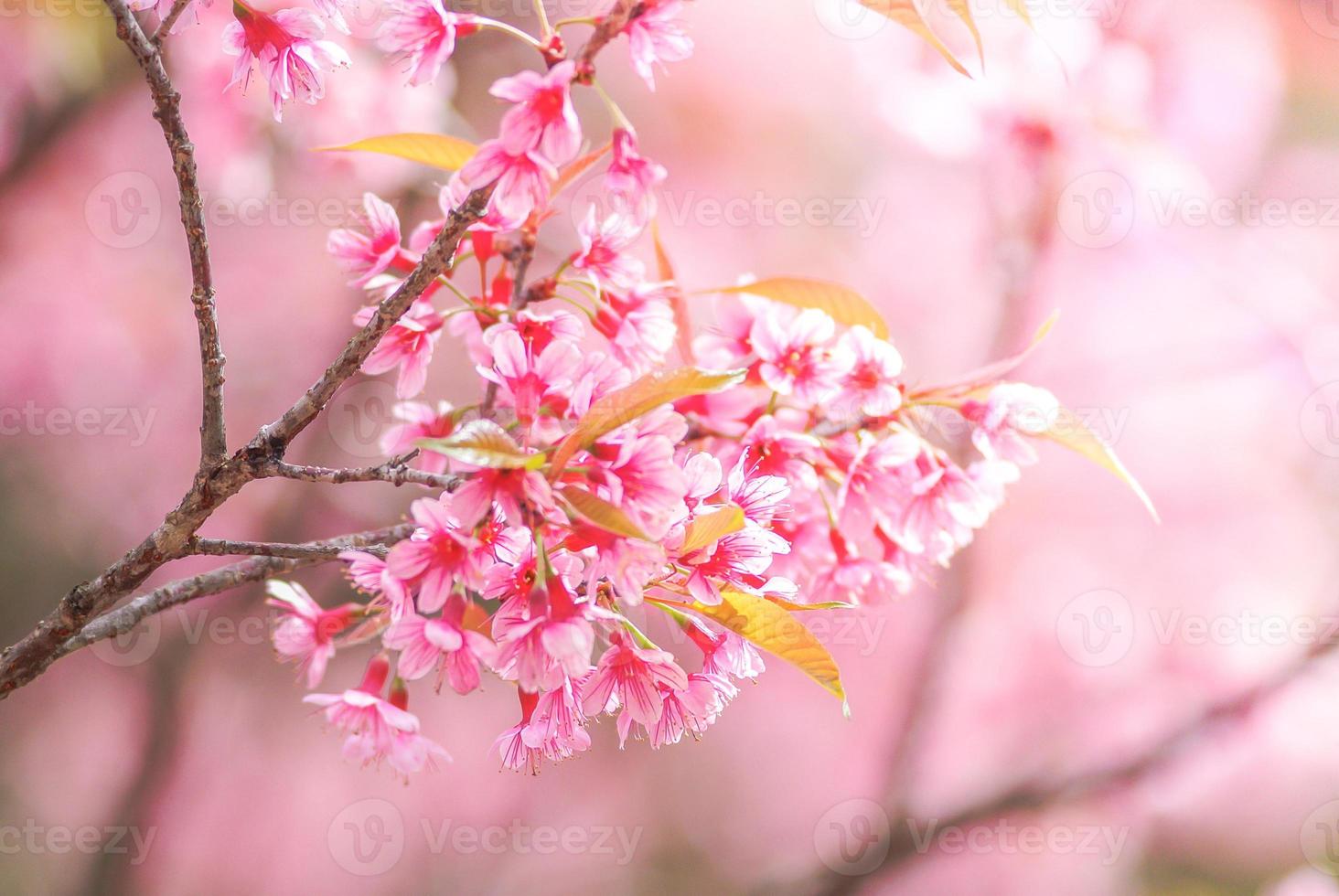 Cherry Blossom in spring with soft focus, unfocused blurred spring cherry bloom, bokeh flower background, pastel and soft flower background. photo