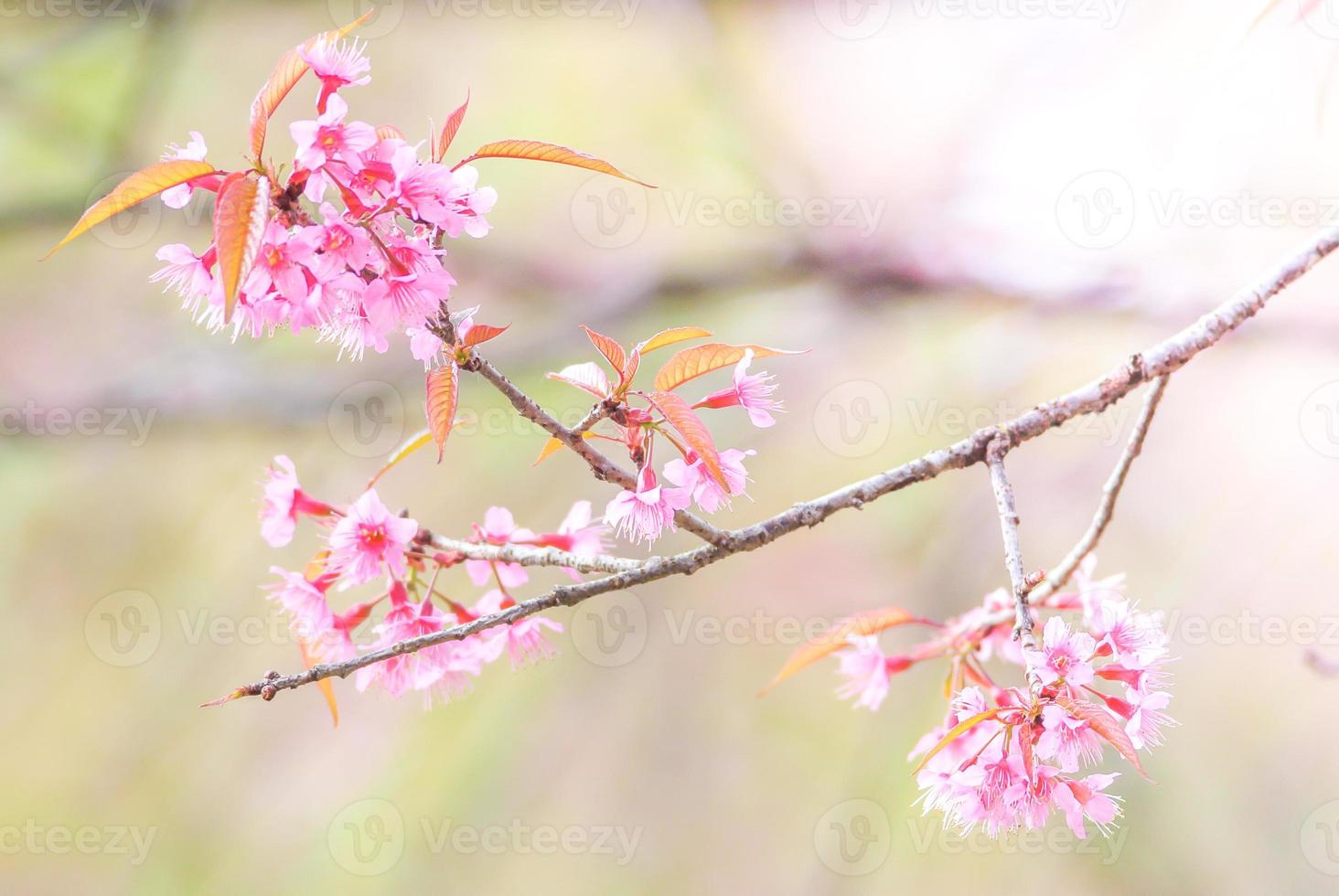 Cherry Blossom in spring with soft focus, unfocused blurred spring cherry bloom, bokeh flower background, pastel and soft flower background. photo