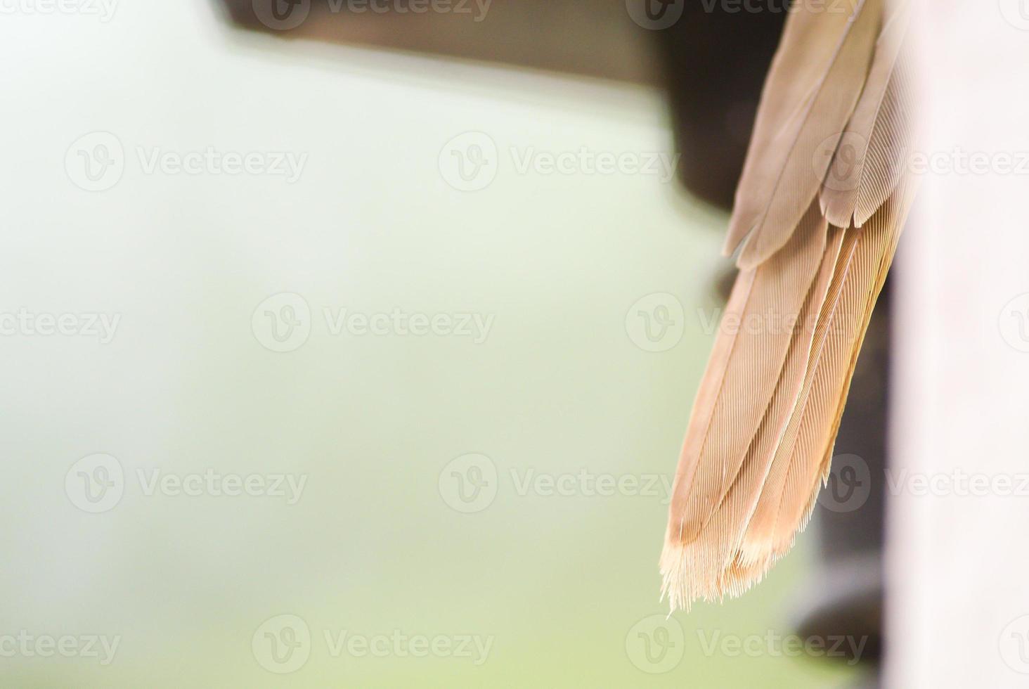 Bird's long tailed background, it has a beautiful coloring of feathers. photo