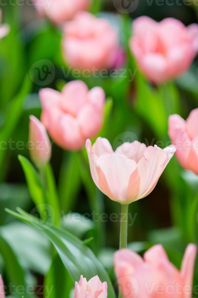 tulipán en primavera con enfoque suave, tulipán de primavera borroso desenfocado, fondo de flor de bokeh, fondo de flor pastel y suave. foto