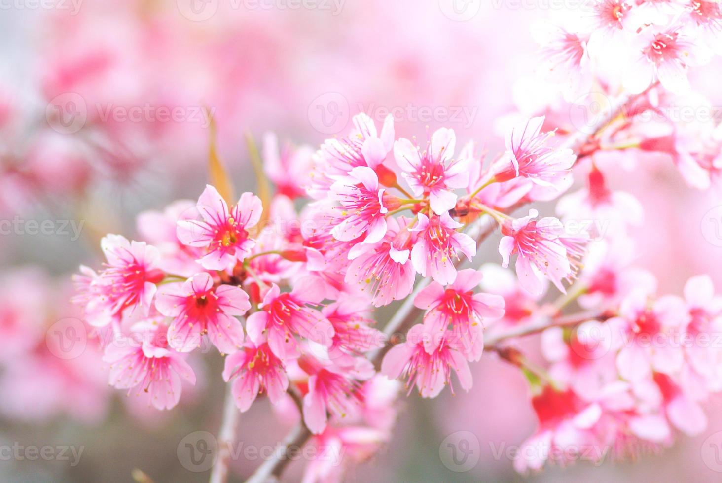 flor de cerezo en primavera con enfoque suave, flor de cerezo de primavera borrosa sin foco, fondo de flor de bokeh, fondo de flor pastel y suave. foto