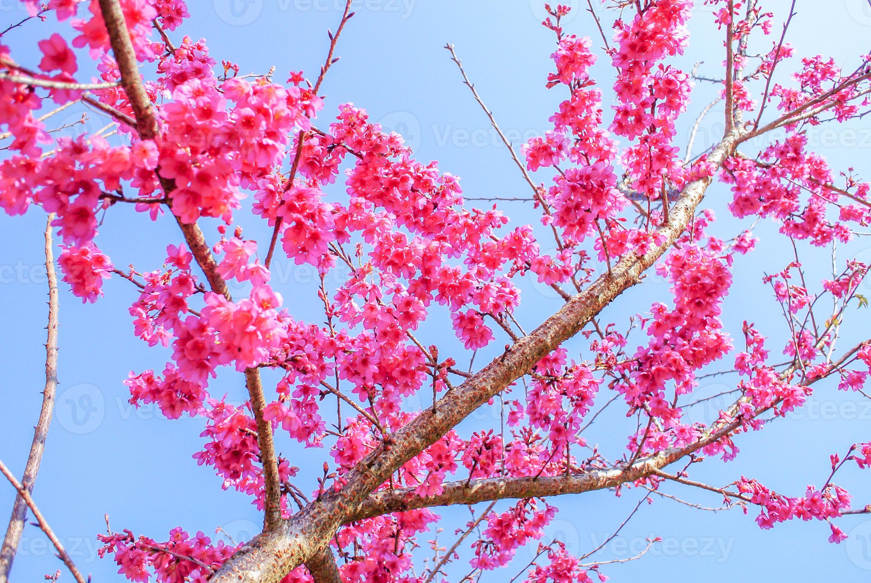 Pink Cherry Blosssom with blue sky 7143458 Stock Photo at Vecteezy