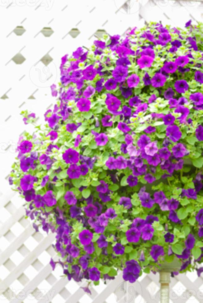 Colorful petunia flowers, Grandiflora is the most popular variety of petunia, with large single or double flowers that form mounds of colorful solid, striped, or variegated blooms. photo