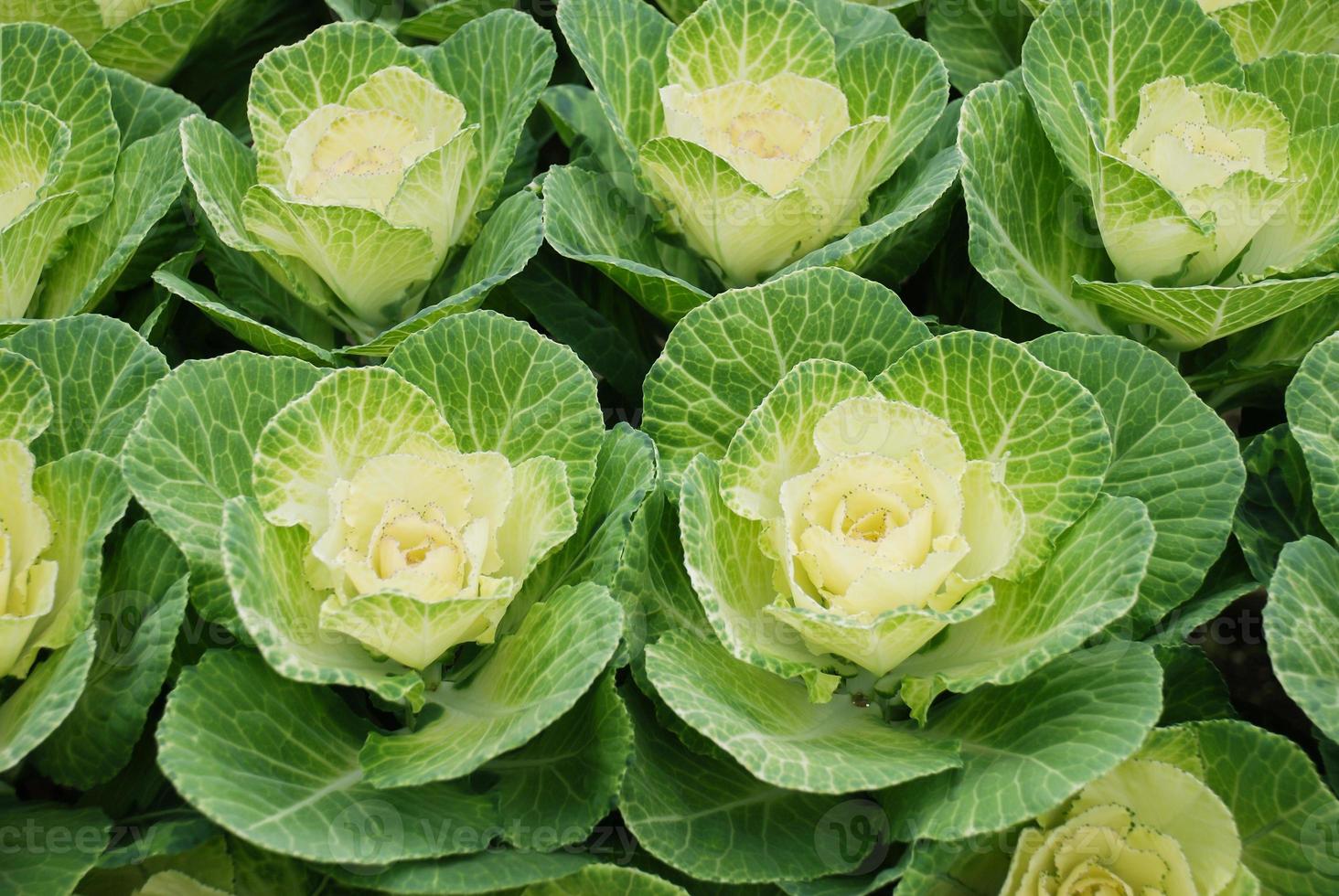 Ornamental cabbage in botanical garden, flowers and plants, environment photo