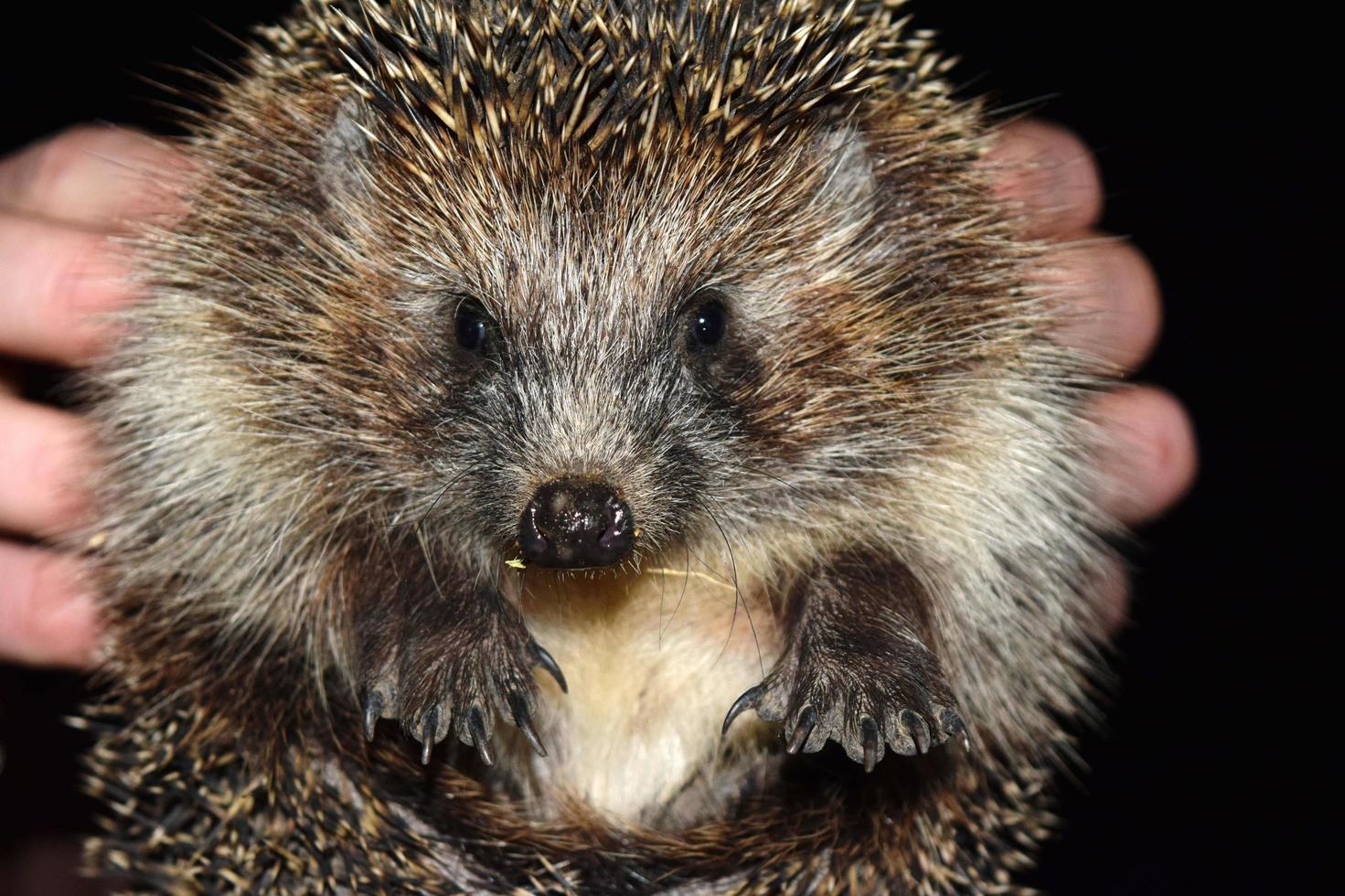 un pequeño erizo del bosque salvaje foto